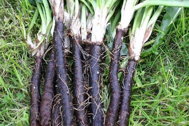 Crni korijen – Način uzgoja i upotreba u kulinarstvu