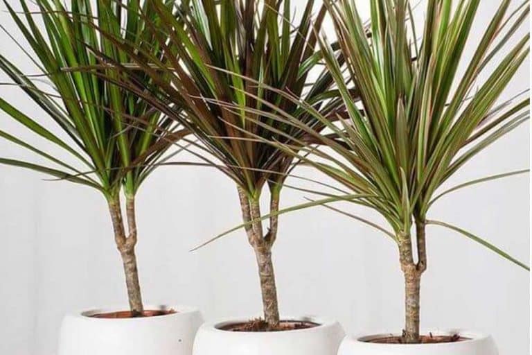 Dracena – Njega, presađivanje i razmnožavanje