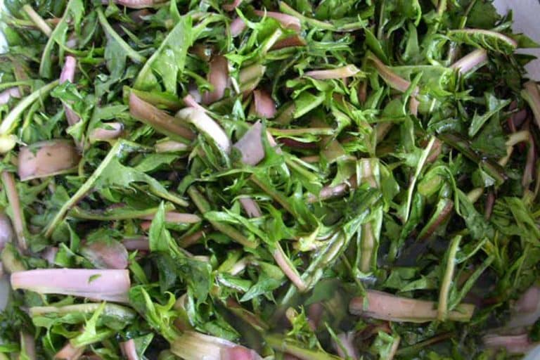 Listovi maslačka – Proljetna salata koja je puna vitamina