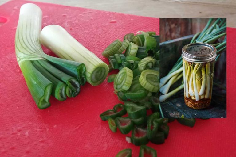 Provjeren recept – Ukiseljeni mladi luk
