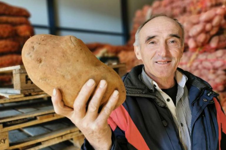 Krompir od dva kilograma: „Nije što je naš, ali je stvarno najbolji“
