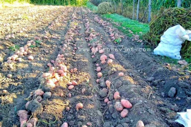 Pravilno vađenje krompira