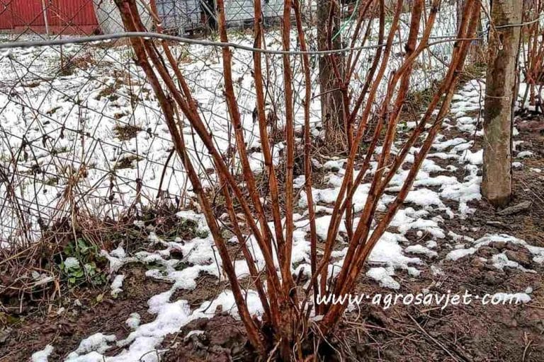 Orezivanje maline – Različite vrste se orezuju na različit način!