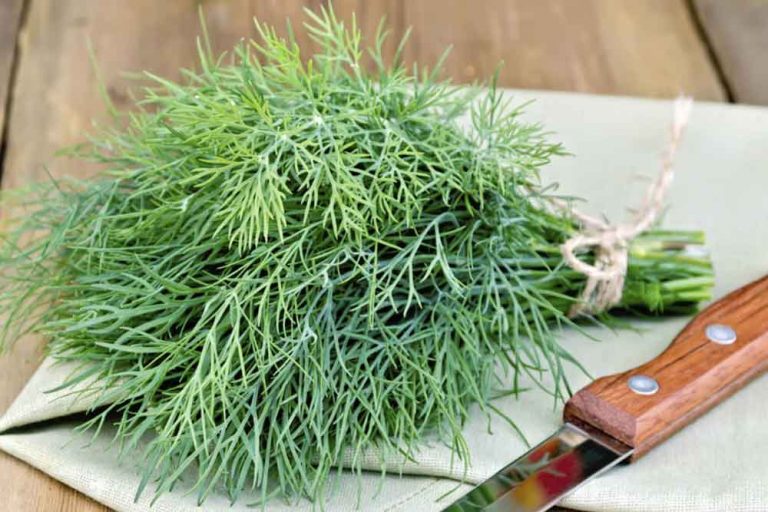 KOPAR (MIROĐIJA) – Manje poznat prirodni antibiotik
