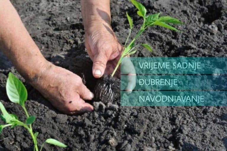 SADNJA PAPRIKE na otvorenom polju – Đubrenje, zalivanje i vrijeme sadnje