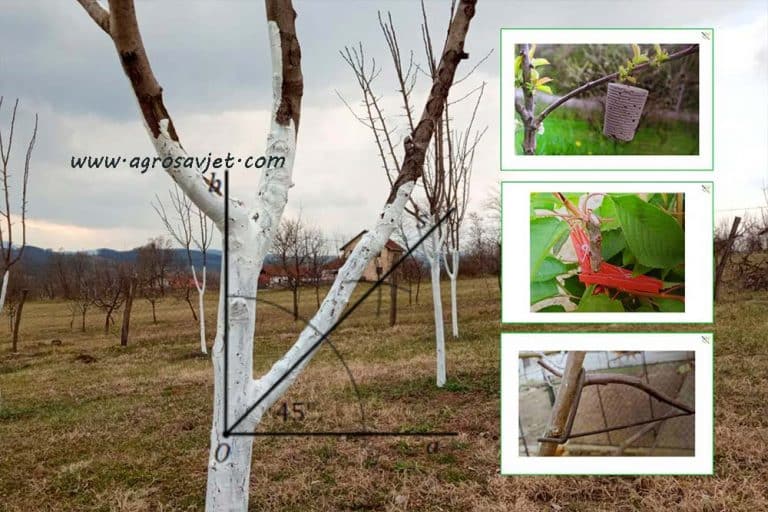Povijanje grana ili rezidba bez makaza – Mjera kojom se postiže visoka rodnost
