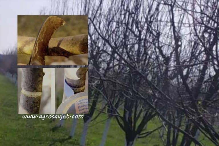 Prstenovanje voćaka – Kako se vrši i za koje voćke je preporučljivo