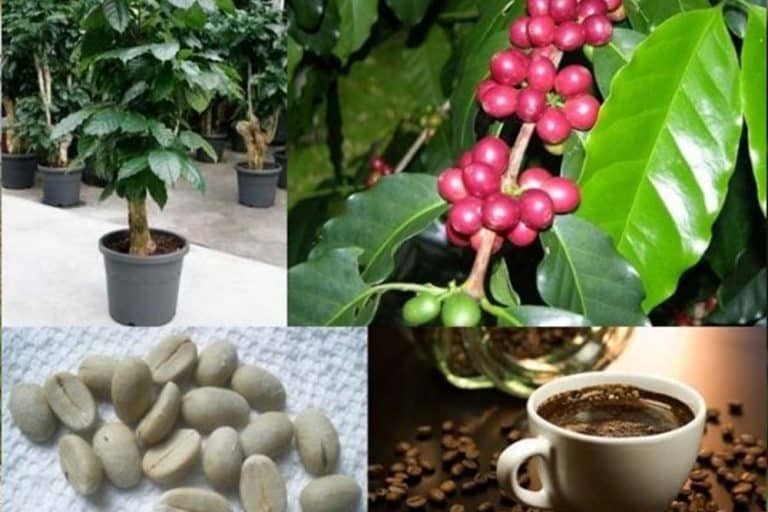 Kako DRVO KAFE možemo uzgajati kod kuće?