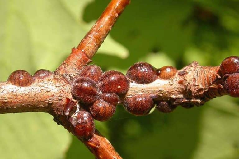 Šljivina štitasta vaš – Simptomi i suzbijanje
