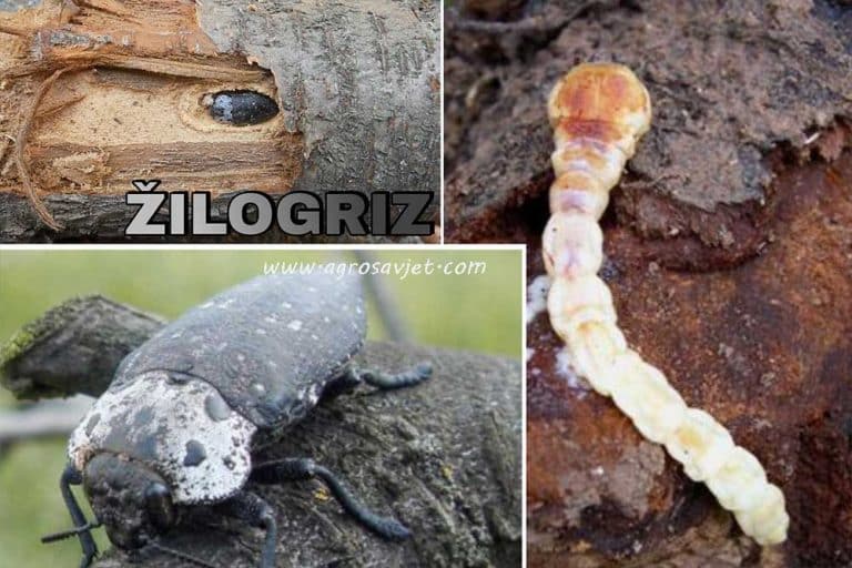 Žilogriz – Nanosi velike štete koštičavom voću