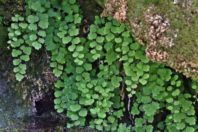 Venerina vlas ili djevojačka kosa je prirodna rijetkost