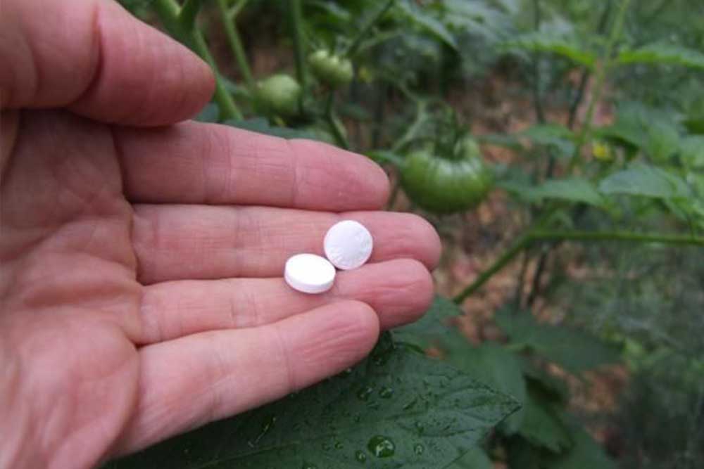 Aspirin u bašti