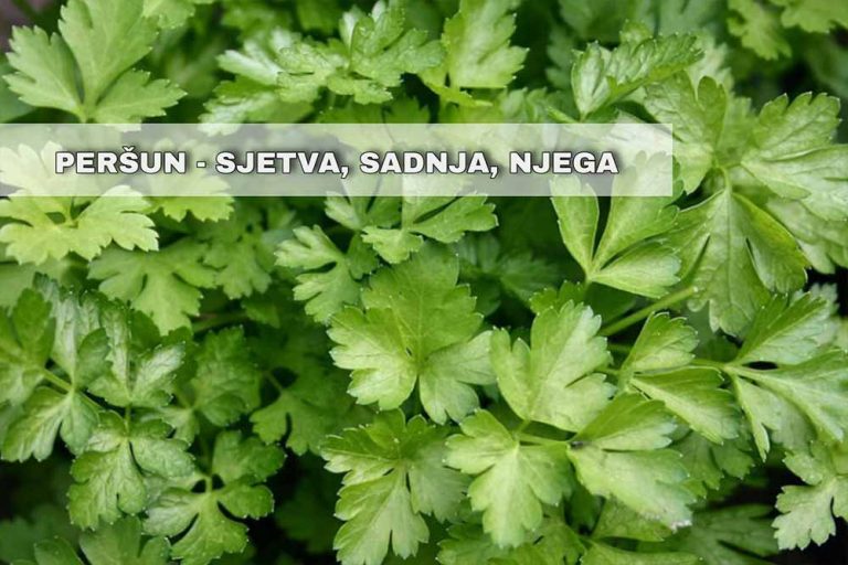 Savjeti za uspješnu proizvodnju lisnatog peršuna