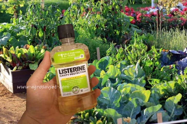 7 odličnih načina da upotrebite LISTERIN u bašti