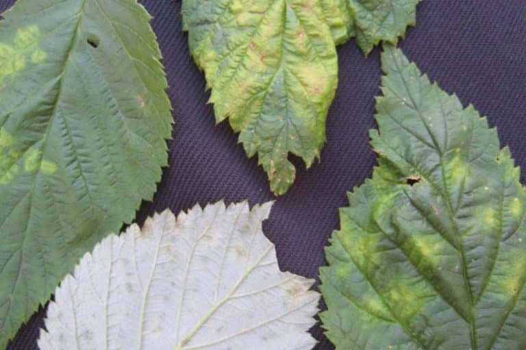 Eriofidna grinja lista maline – Sve veći problem u proizvodnji maline