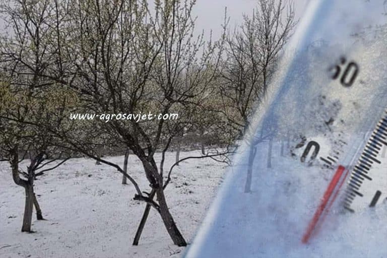 Prognoza – Najveća opasnost od mraza tek slijedi: OPREZ VOĆARI!