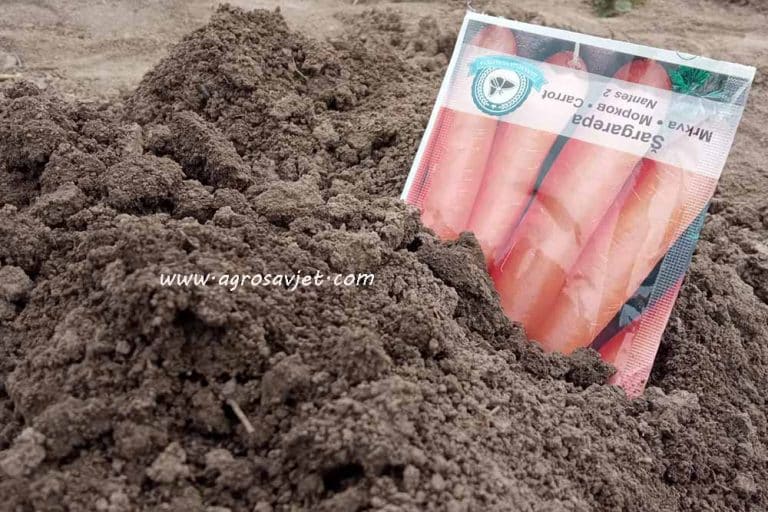 Ljetna sjetva povrća koje ima kratku vegetaciju