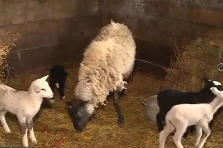 Čudo na imanju kod Laktaša – Ovca ojagnjila petorke /VIDEO/