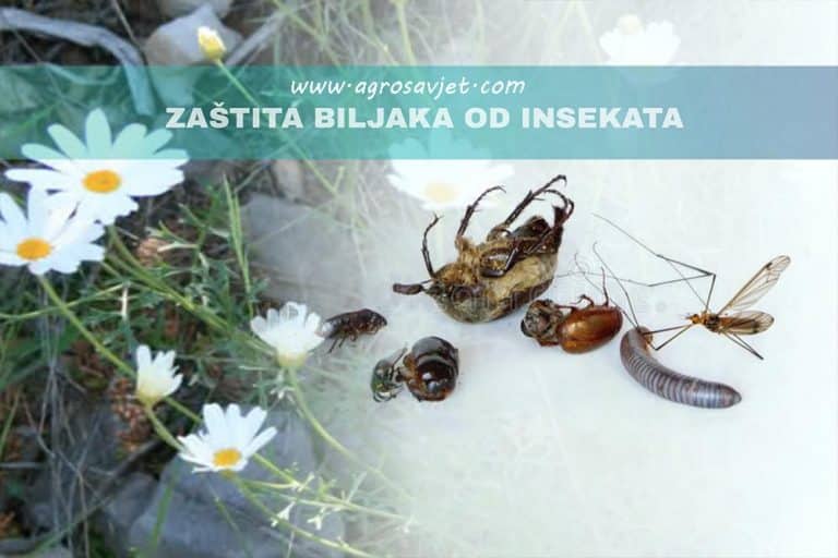 Prirodni insekticid PIRETRIN – Zaštite vaše biljke na organski način