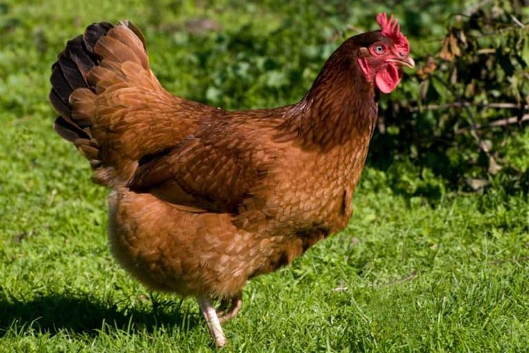 Rasa kokošaka „RODAJLAND“ – Izgled i ekonomski značaj