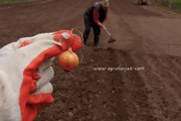 10 savjeta za uspješnu jesenju sadnju luka /VIDEO/