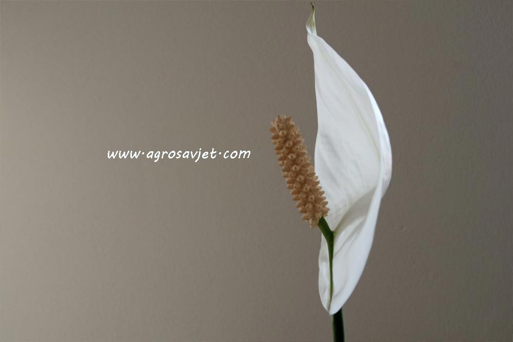 spatifilum cvijet