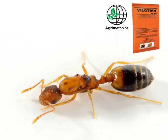 mrav