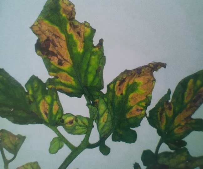 Verticillium sp. Zeleno uvenuće