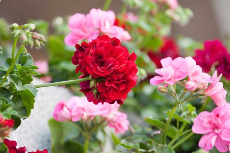 Bujne pelargonije – Šest jednostavnih savjeta da cvjetaju sve do jeseni