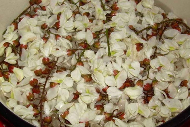 BAGREM KAO LIJEK – Kako da napravite sirup i čaj od bagrema