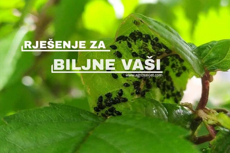 Biljne vaši – Sada je pravo vrijeme za suzbijanje ovih štetočina
