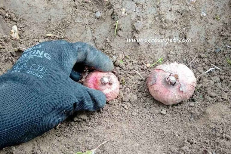Kada se sade GLADIOLE i kako ih održavati?