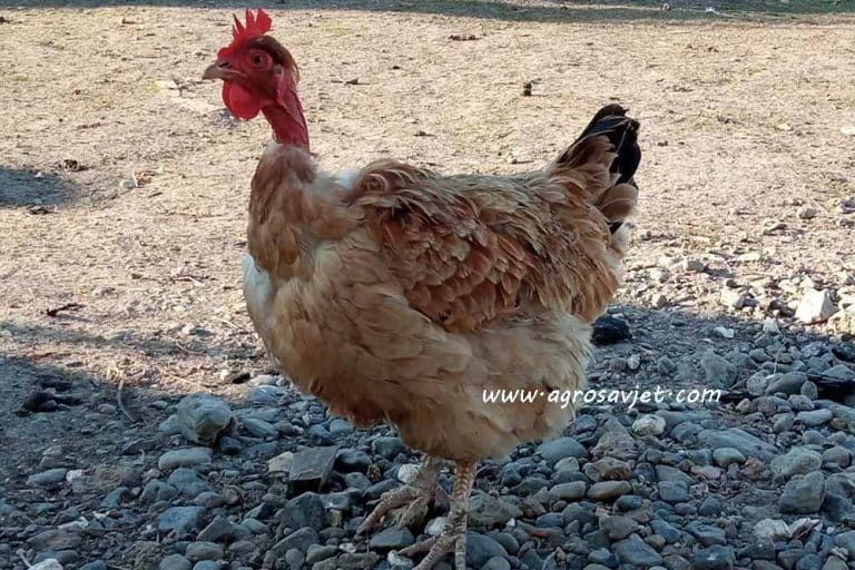 Gološijanka – Rasa kokošaka čije je porijeklo nepoznato!