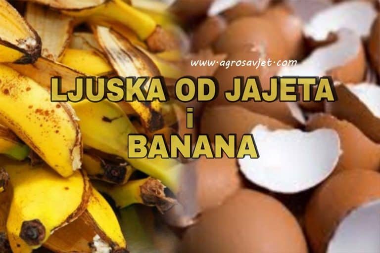 Za bujno cvijeće i povrće – Napravite tečno đubrivo od kore banane i ljuske od jajeta