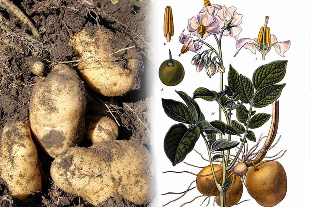 Razvoj biljke krompira