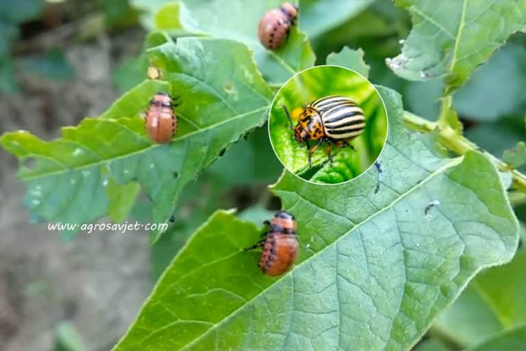 Da li insekticidi odlaze u prošlost? Stiže alternativa – lijepak za insekte!