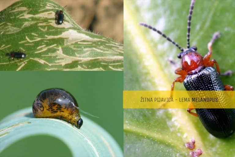 Žitna pijavica LEMA – Najznačajnija štetočina pšenice i ječma