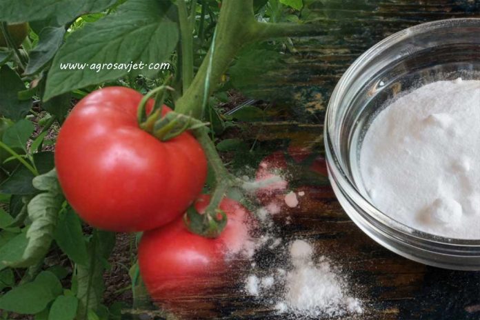 Prskanje paradajza sodom bikarbonom