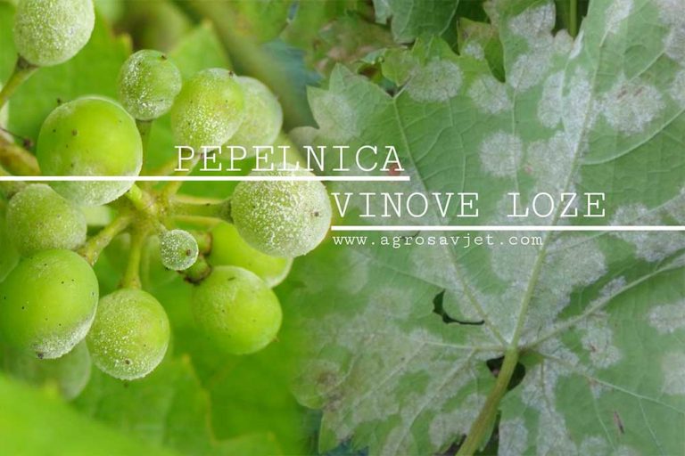 Pepelnica vinove loze uništava rod – Evo kako da sačuvate grožđe