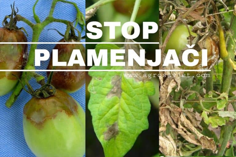 Plamenjača PARADAJZA – Efikasna zaštita BAKROM