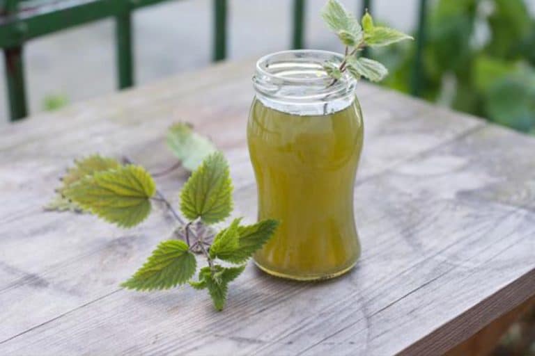 Sirup od koprive za čišćenje krvi i mnoge druge probleme
