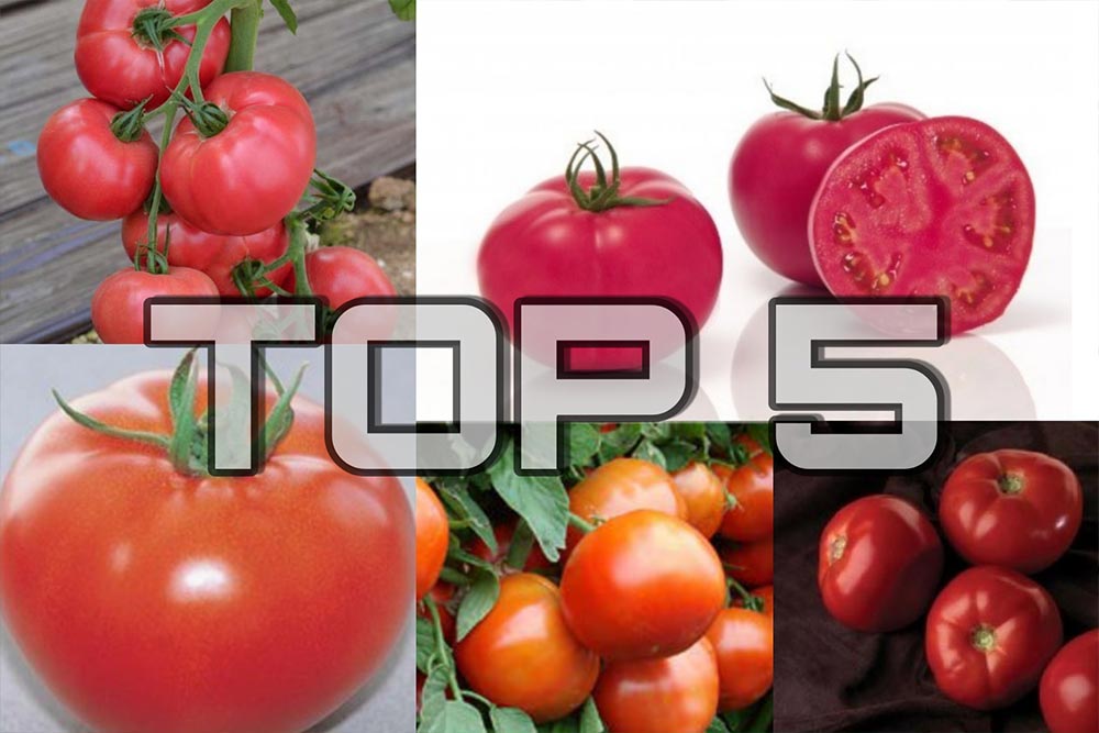 hibridi paradajza