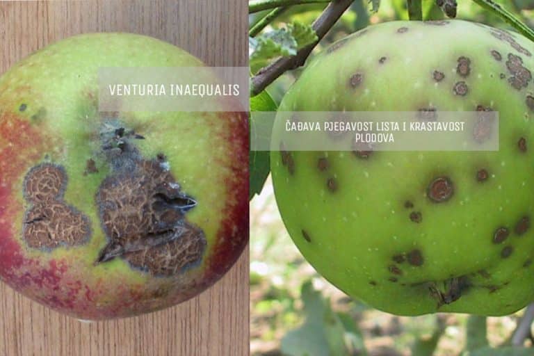 KRASTAVOST PLODOVA – Najznačajnija bolest jabuke /ZAŠTITA/
