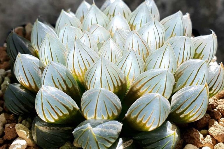 Haworthia Cooperi – Sukulenti koji na suncu izgledaju kao dragulji