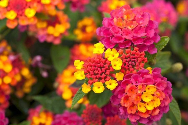 Lantana – Savjeti za njegu i uzgoj
