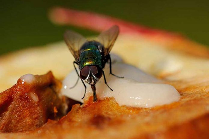 mušica na hrani