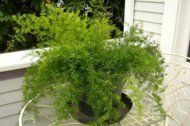 Asparagus – Dekorativna biljka koja ukrašava zatvorene prostorije i balkone