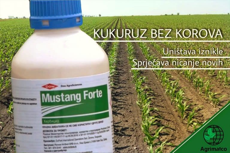 MUSTANG FORTE – Herbicid 3 u 1, UNIŠTAVA iznikle i zaustavlja rast novih KOROVA u KUKURUZU