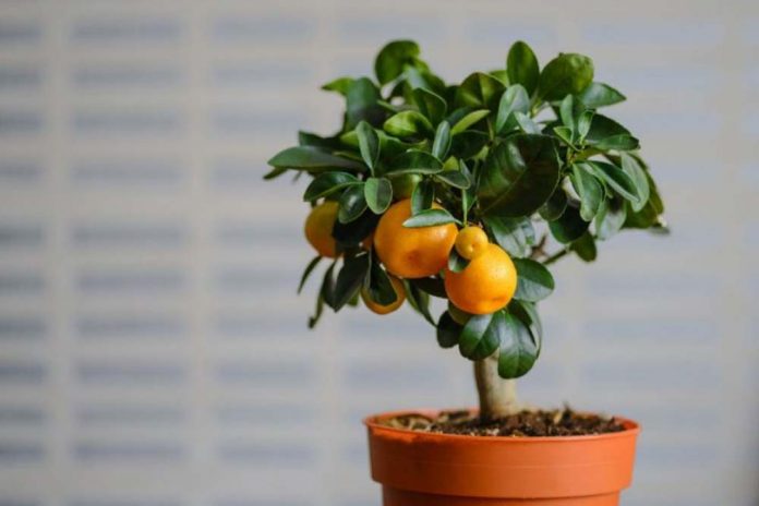 Kako uzgojiti narandžu iz sjemenke