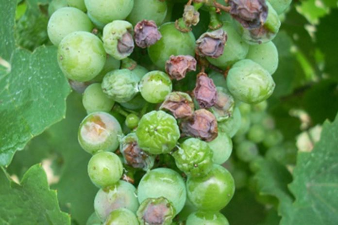 kako spriječiti ožegotine na grozdovima vinove loze